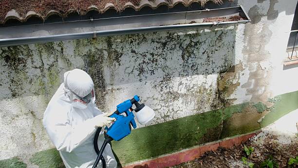 Top rated local Mold Removal specialists in Oak Ridge, FL
